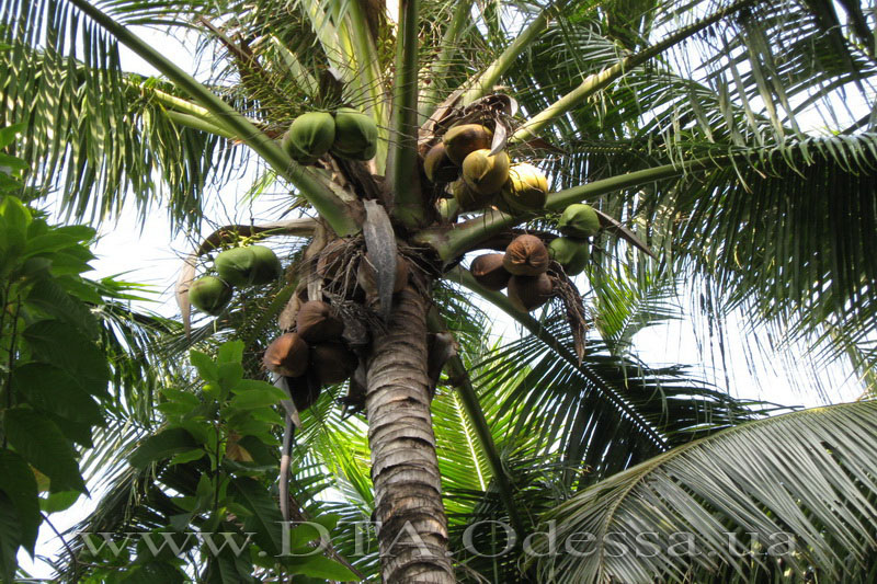 Thailand, Kanchanaburi, Excursion on the River Kwai